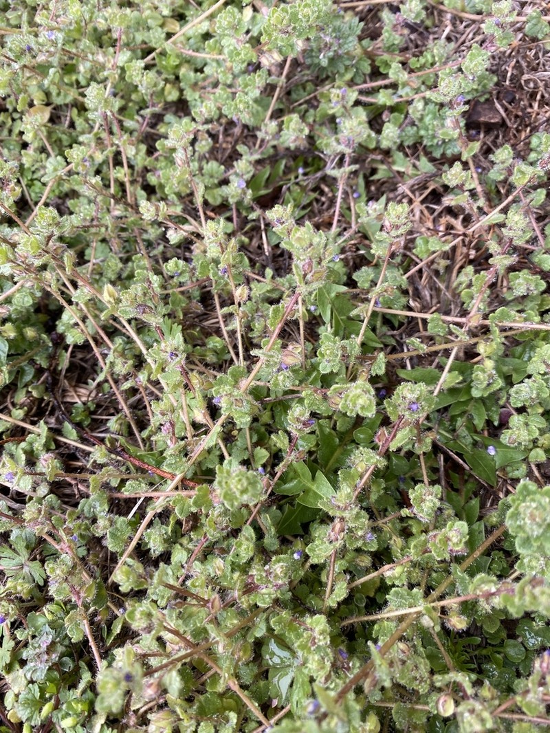 Veronica triloba