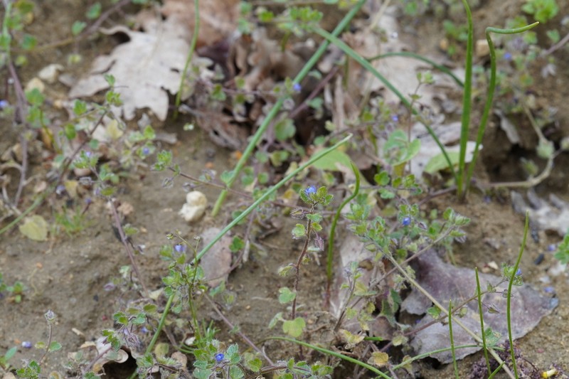 Veronica triloba photo 2