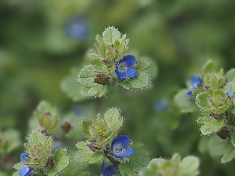Veronica triloba photo 3
