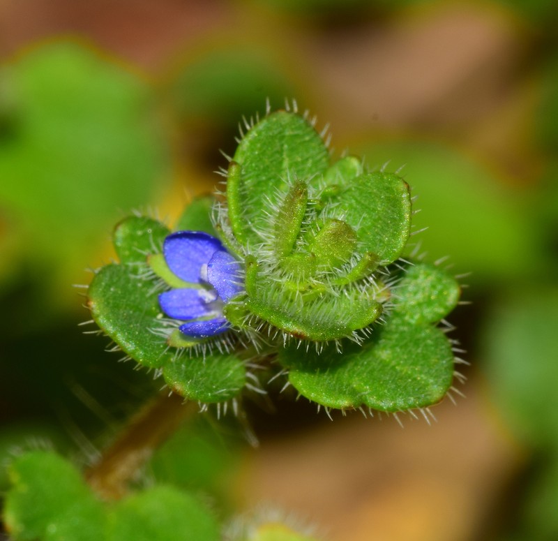 Veronica triloba photo 4