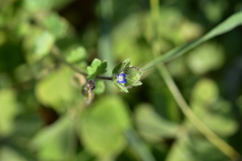 Veronica triloba photo 5