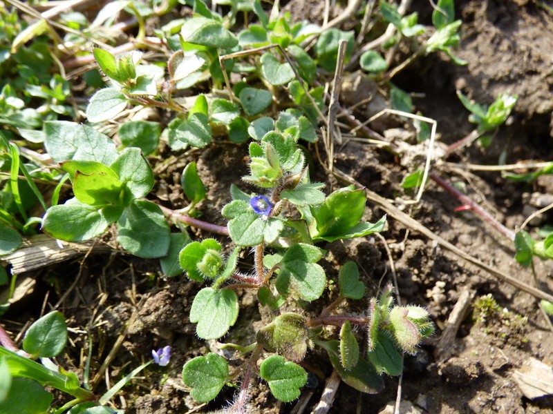Veronica triloba photo 6