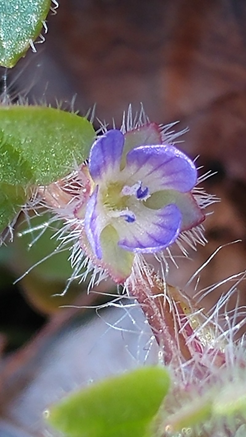 Veronica triloba photo 7