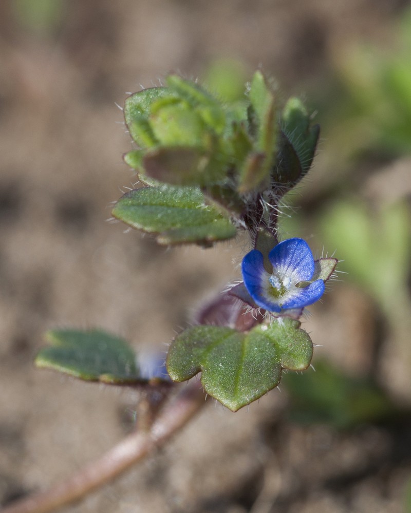 Veronica triloba photo 8