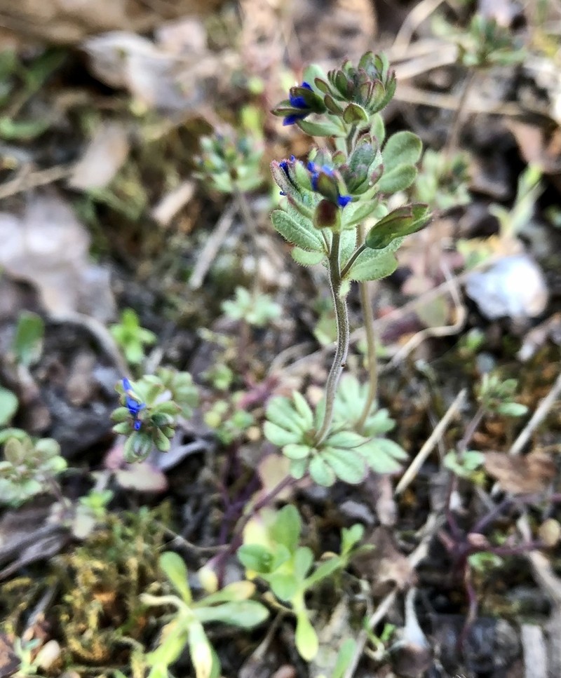 Finger Speedwell photo 2