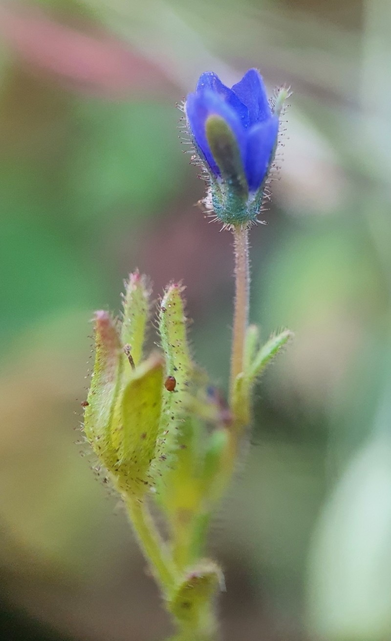 Finger Speedwell photo 3