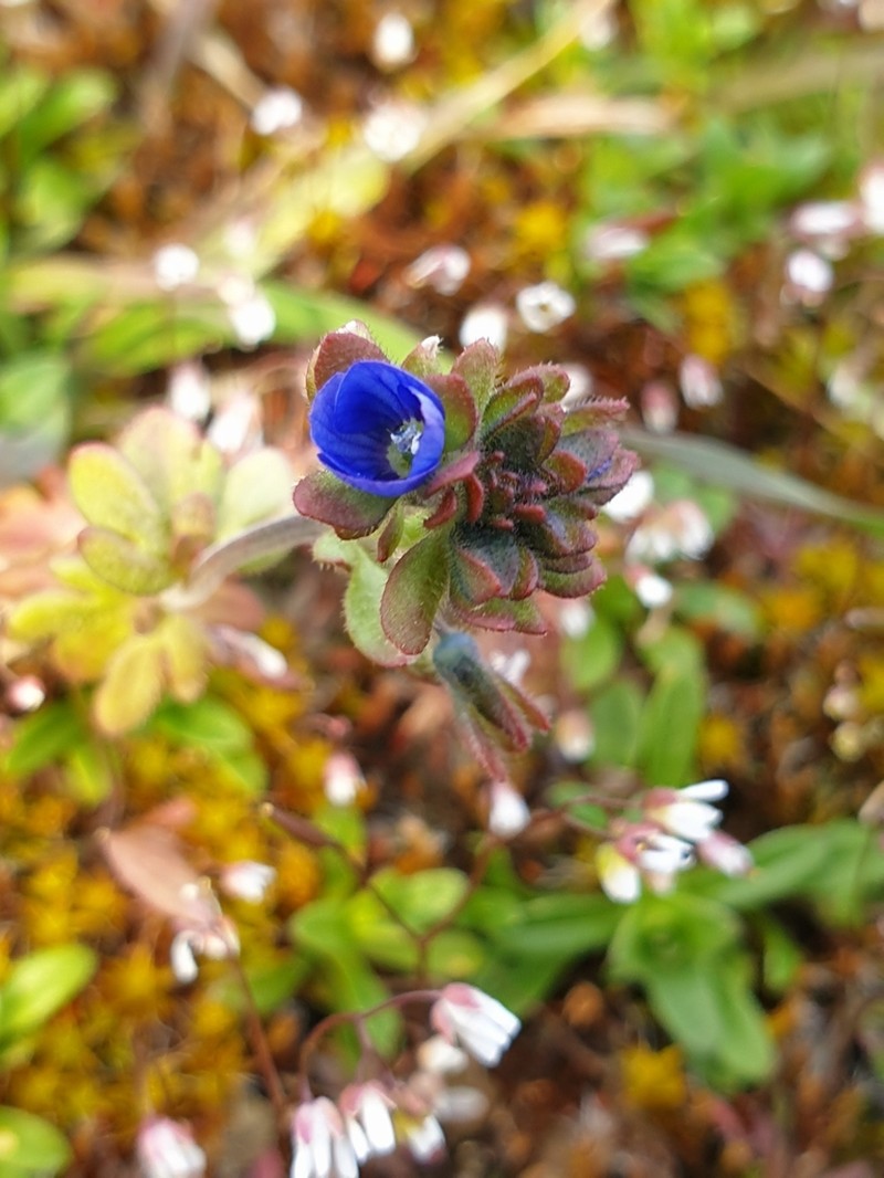 Finger Speedwell photo 4