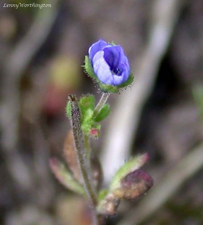 Finger Speedwell photo 5