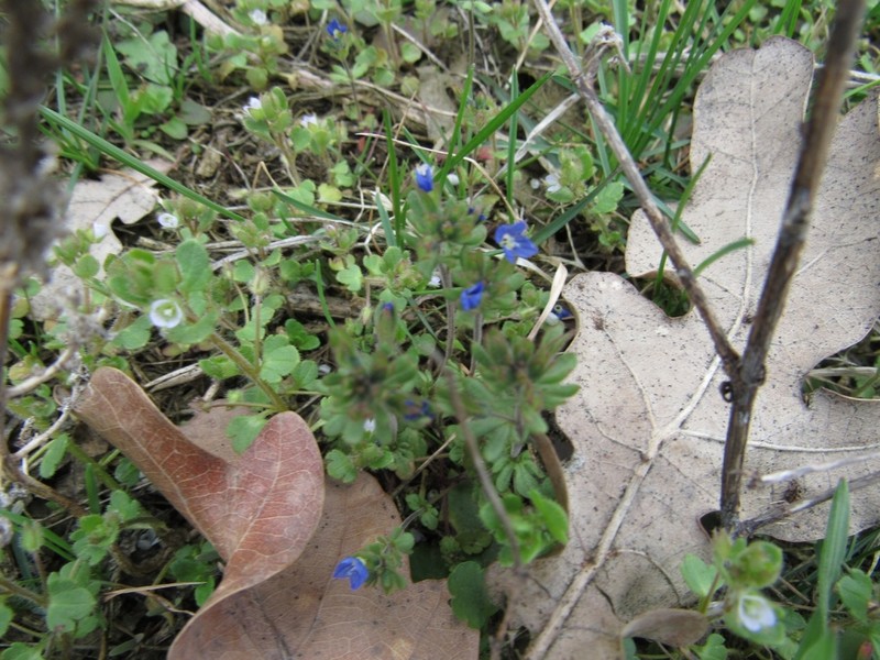Finger Speedwell photo 6