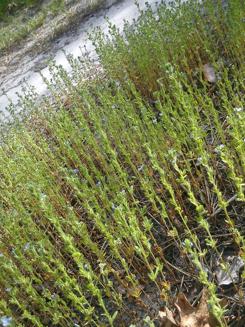 Finger Speedwell photo 7
