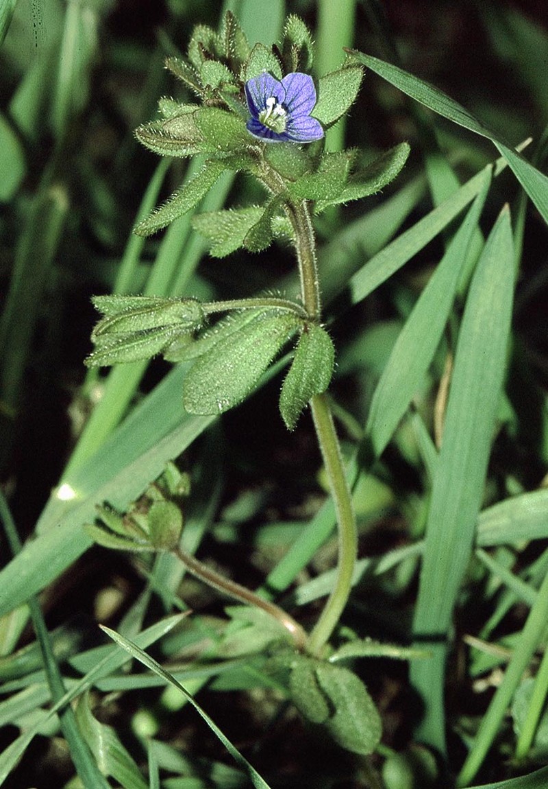 Finger Speedwell