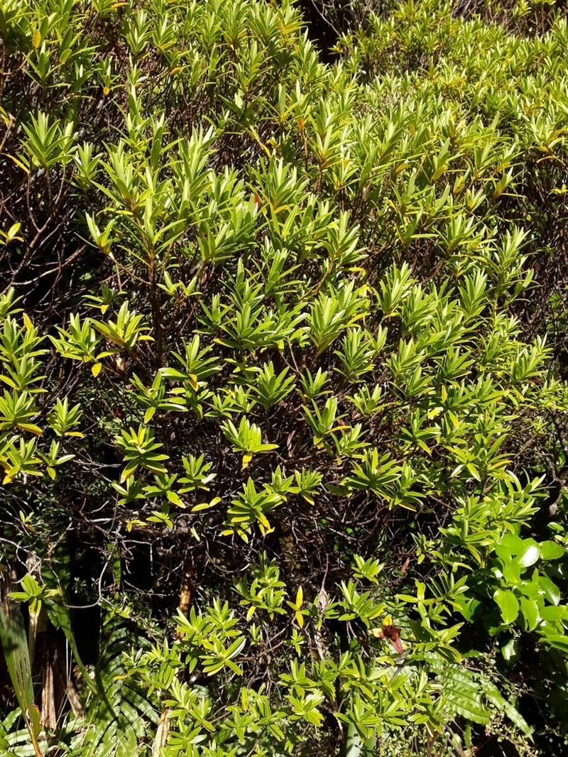 Veronica truncatula