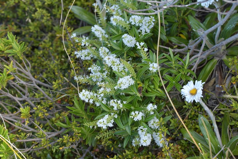 Veronica truncatula photo 5