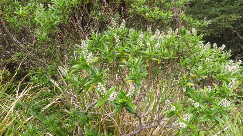 Veronica truncatula photo 6