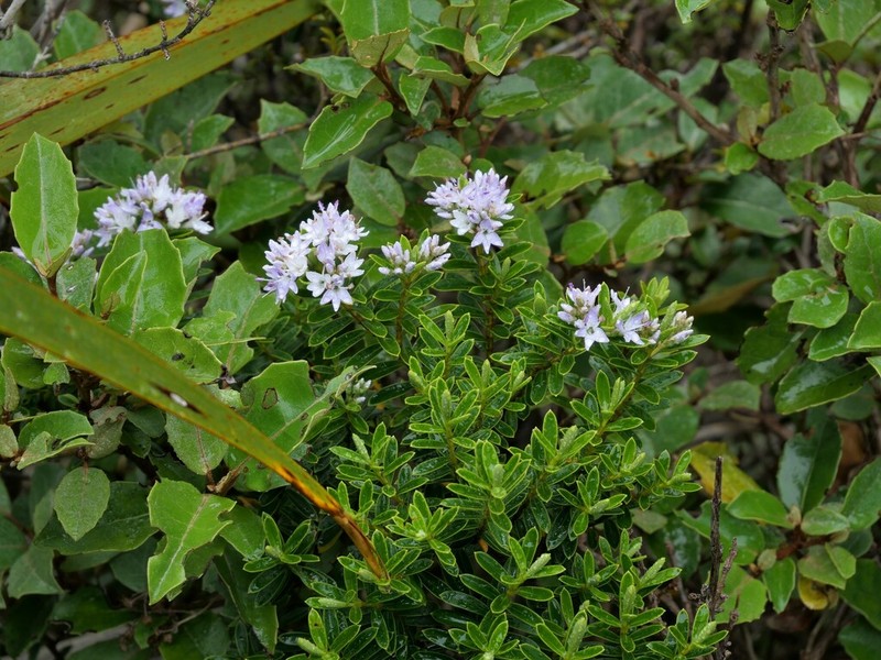 Veronica truncatula photo 7