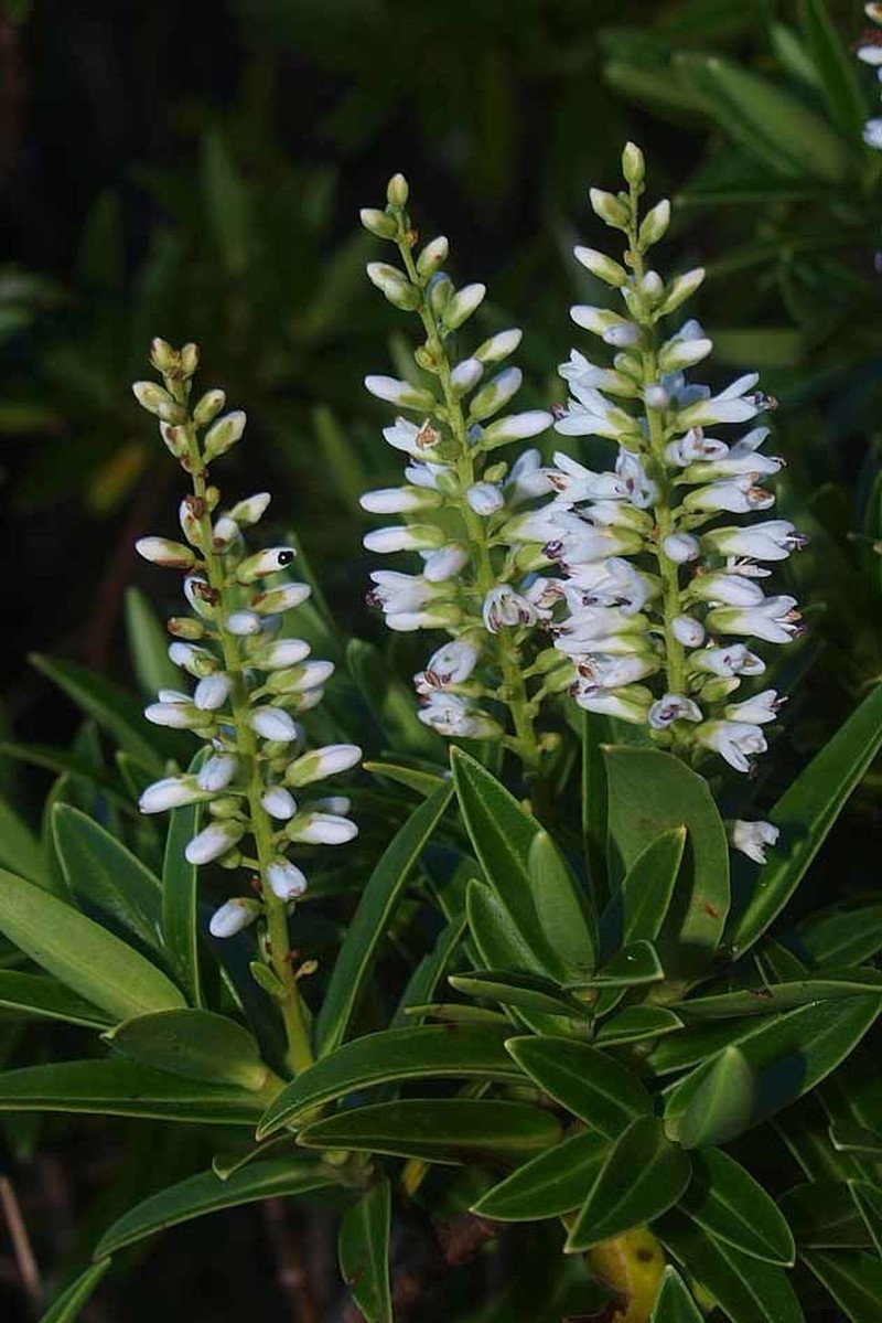 Veronica truncatula photo 8