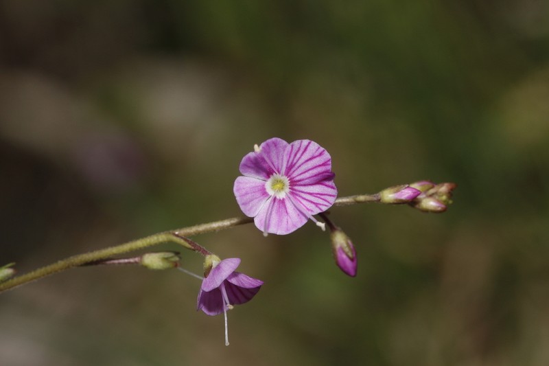 Veronica tsinglingensis