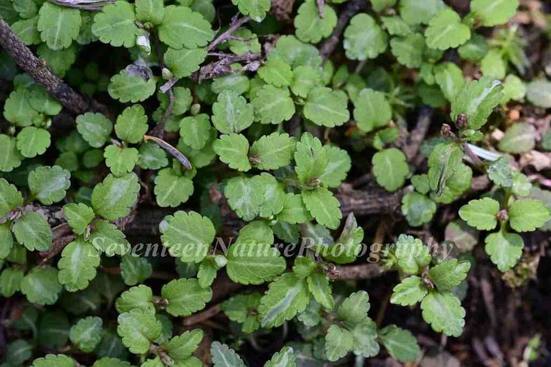 Veronica tsinglingensis photo 2