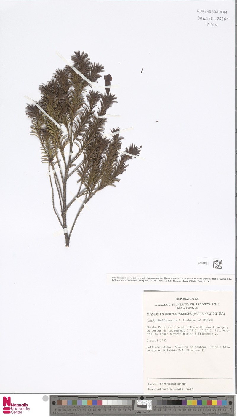Veronica tubata