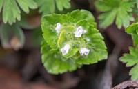 Veronica umbelliformis