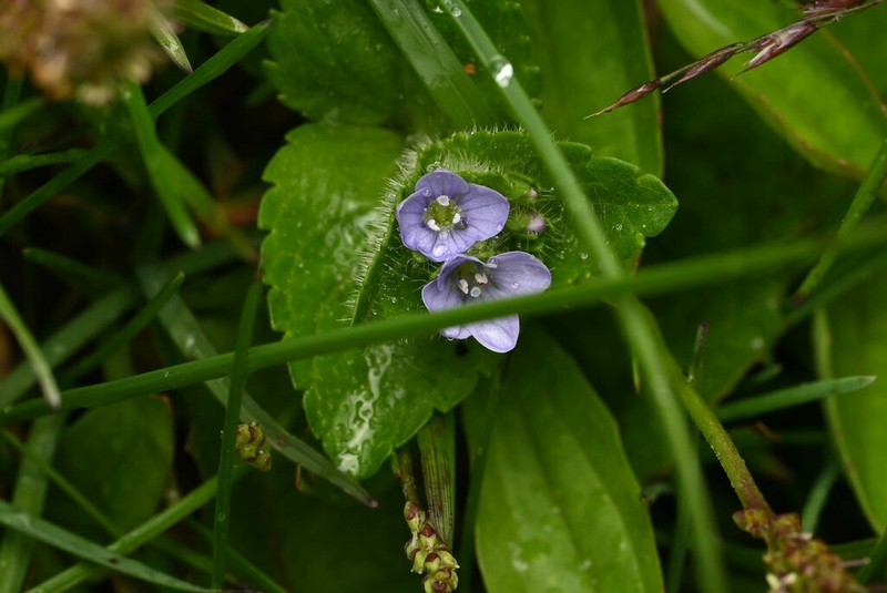 Veronica umbelliformis photo 2