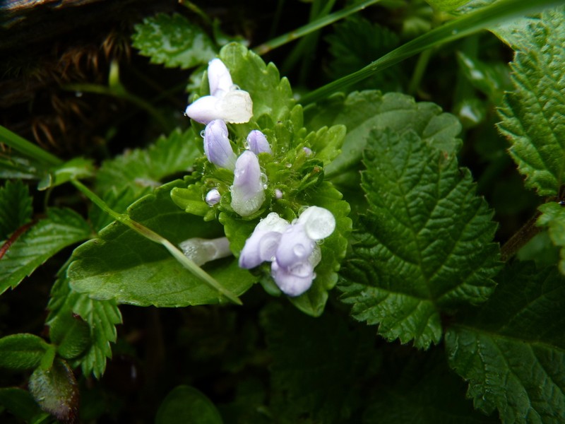 Veronica umbelliformis photo 3