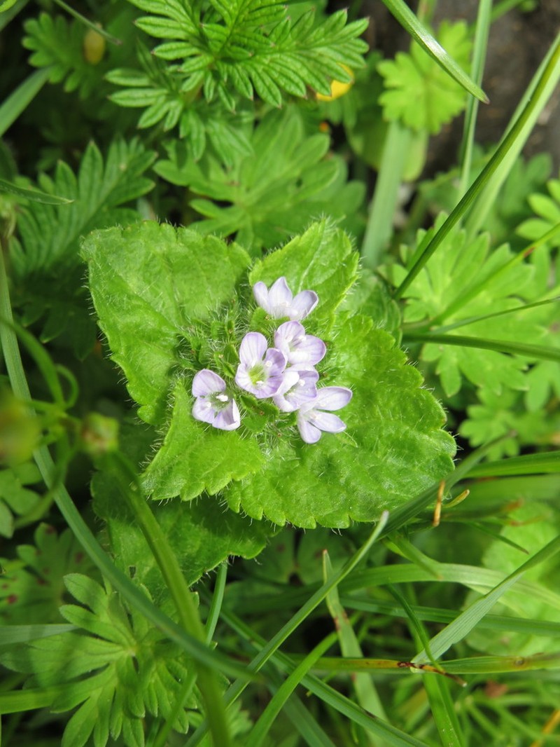 Veronica umbelliformis photo 4