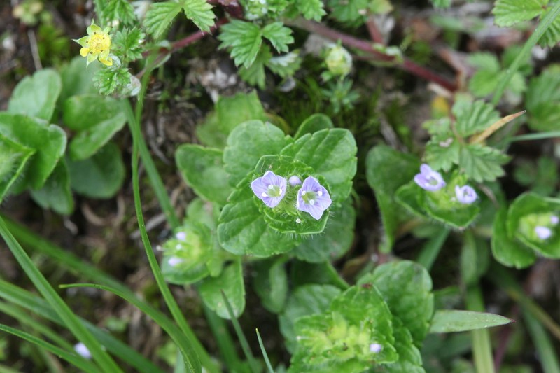 Veronica umbelliformis photo 5