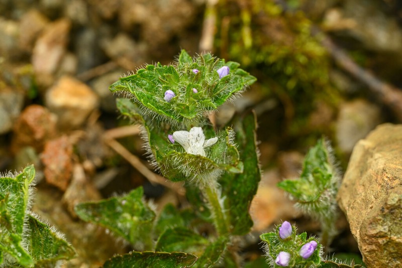 Veronica umbelliformis photo 7