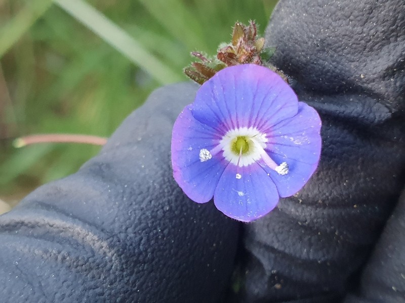 Veronica umbrosa