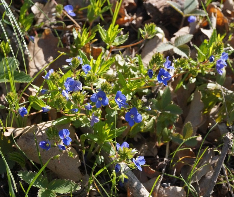 Veronica umbrosa photo 2