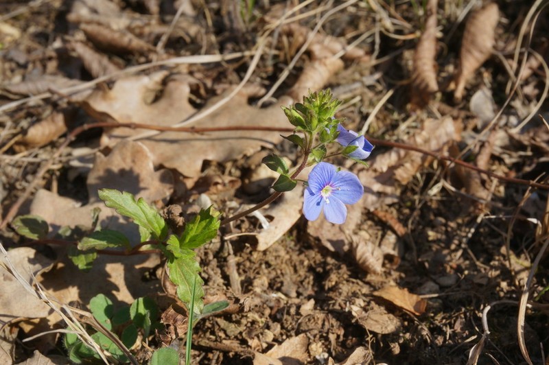 Veronica umbrosa photo 3