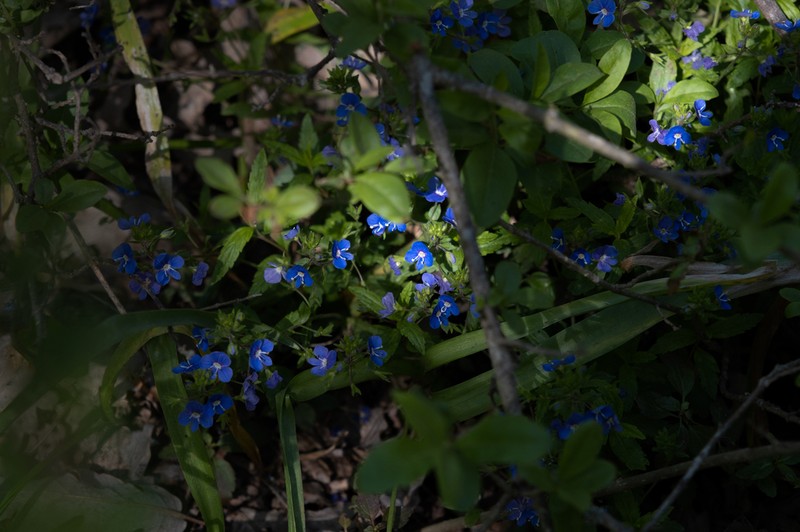 Veronica umbrosa photo 4