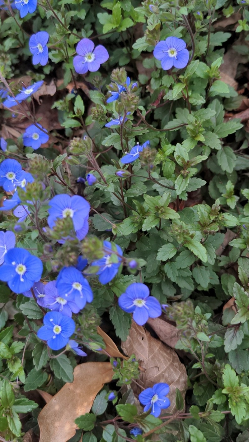 Veronica umbrosa photo 5