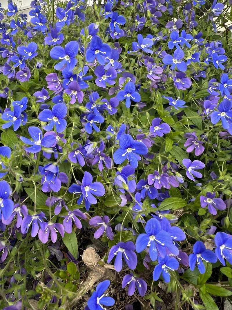 Veronica umbrosa photo 6