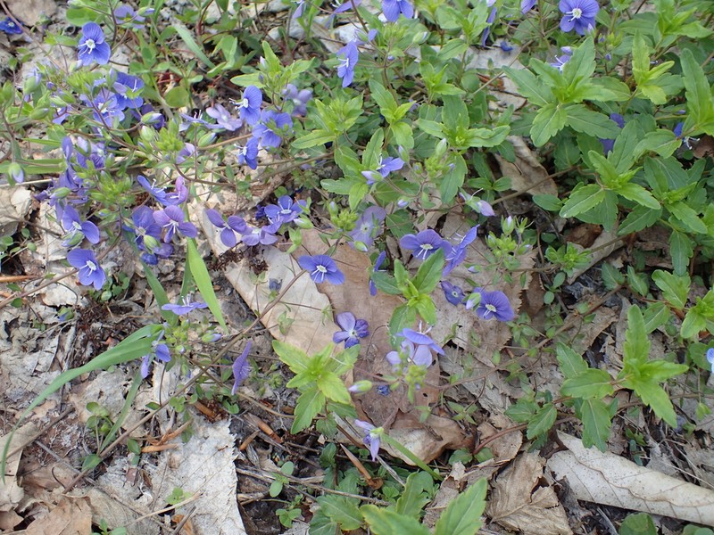 Veronica umbrosa photo 7