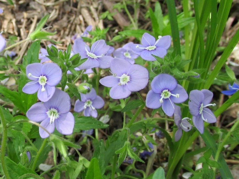 Veronica umbrosa photo 8