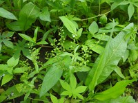 Undulate Speedwell