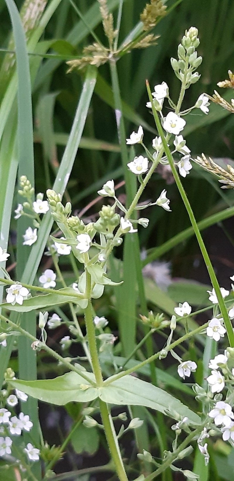 Undulate Speedwell photo 2