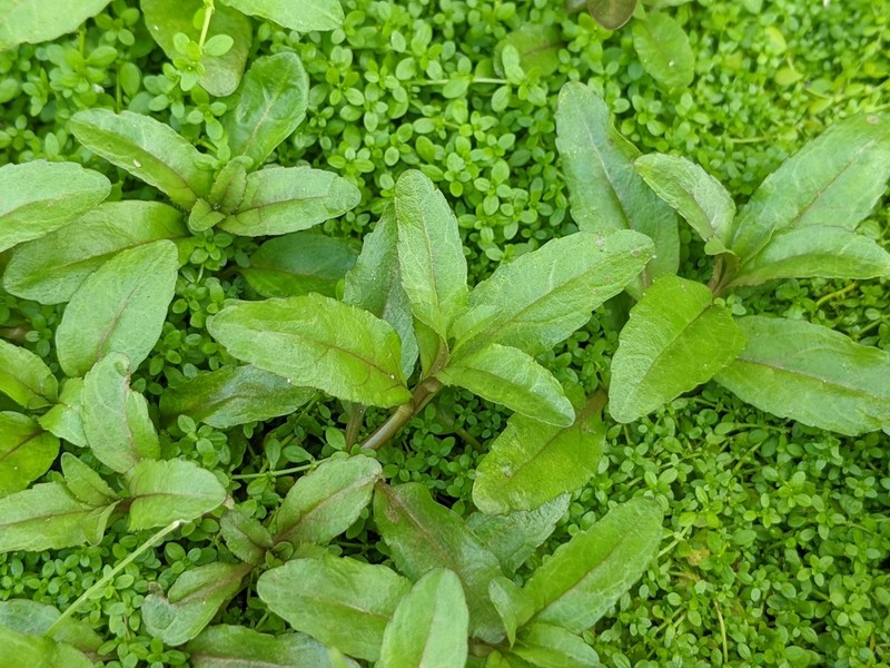 Undulate Speedwell photo 3