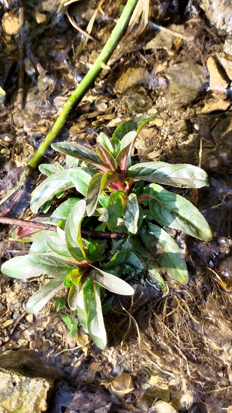 Undulate Speedwell photo 5
