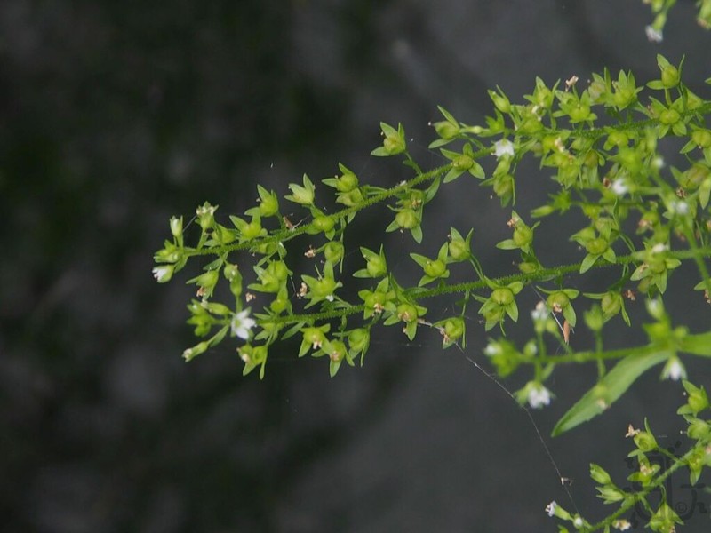 Undulate Speedwell photo 6