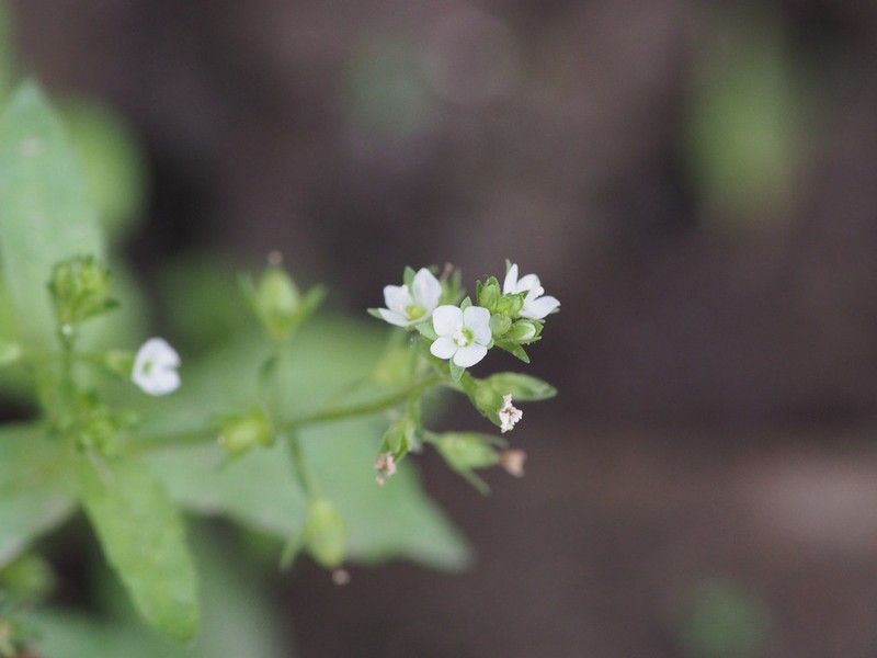 Undulate Speedwell photo 7