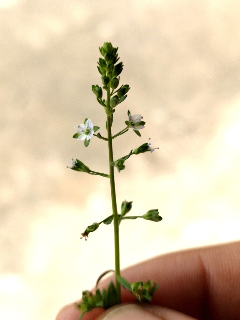 Undulate Speedwell photo 8