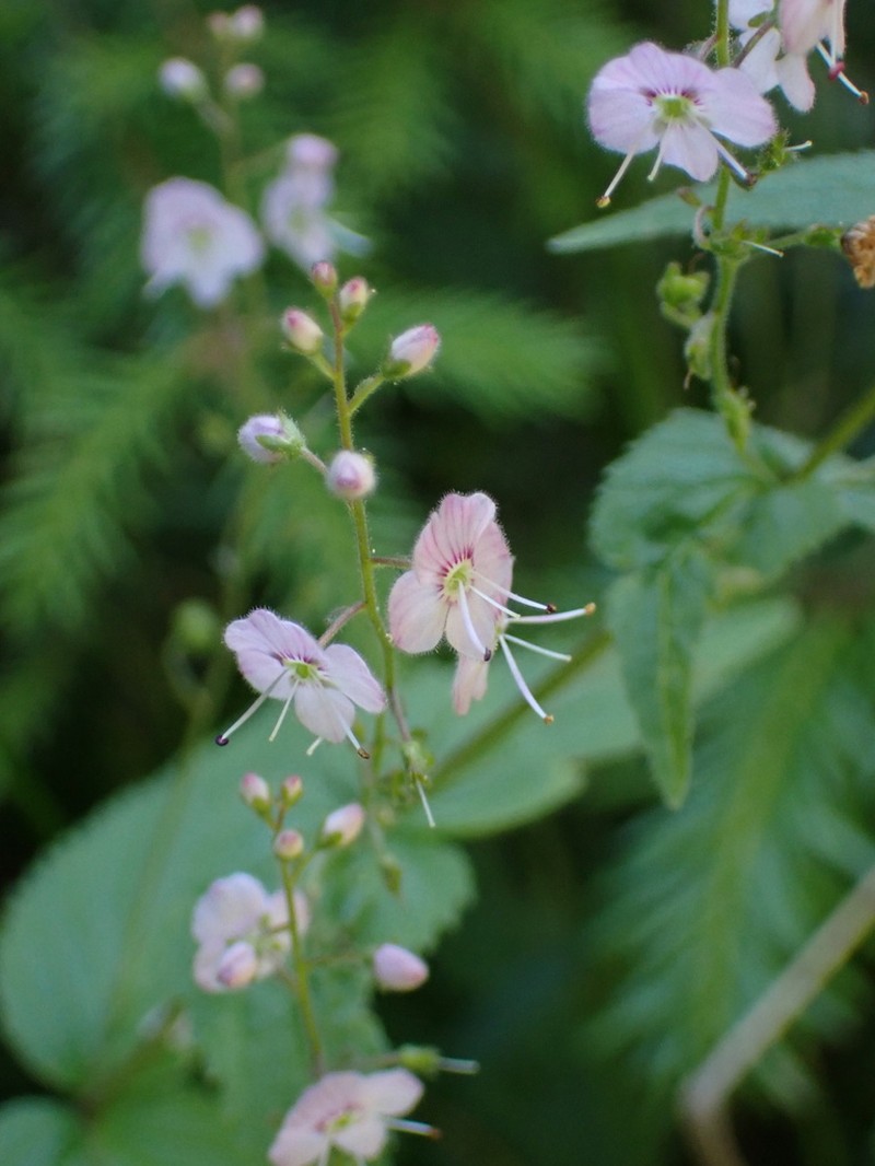Veronica urticifolia