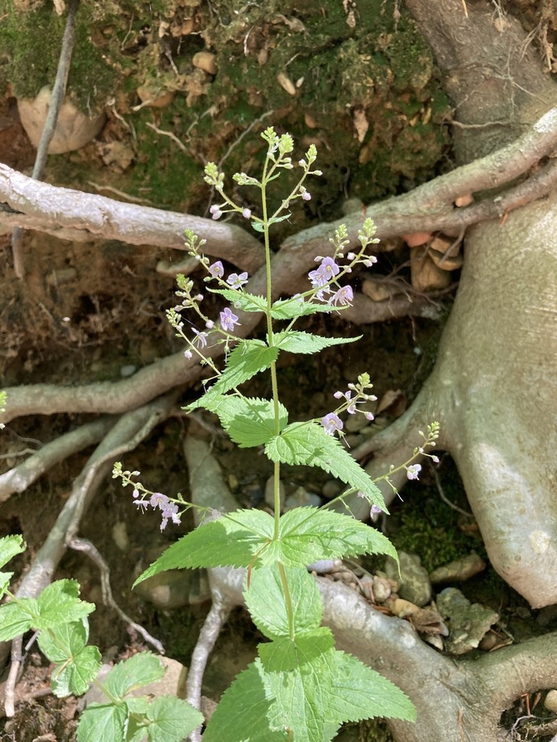 Veronica urticifolia photo 2