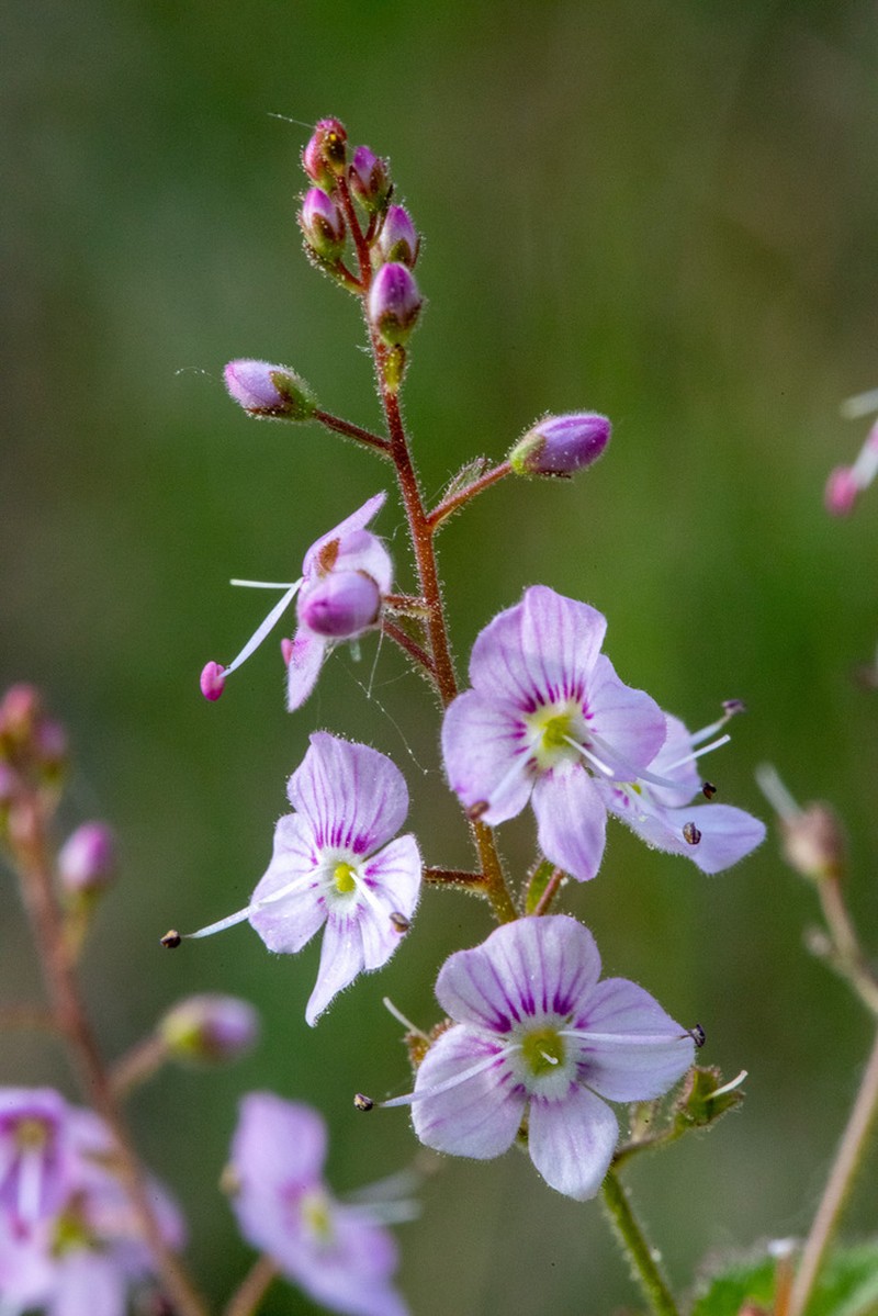 Veronica urticifolia photo 3