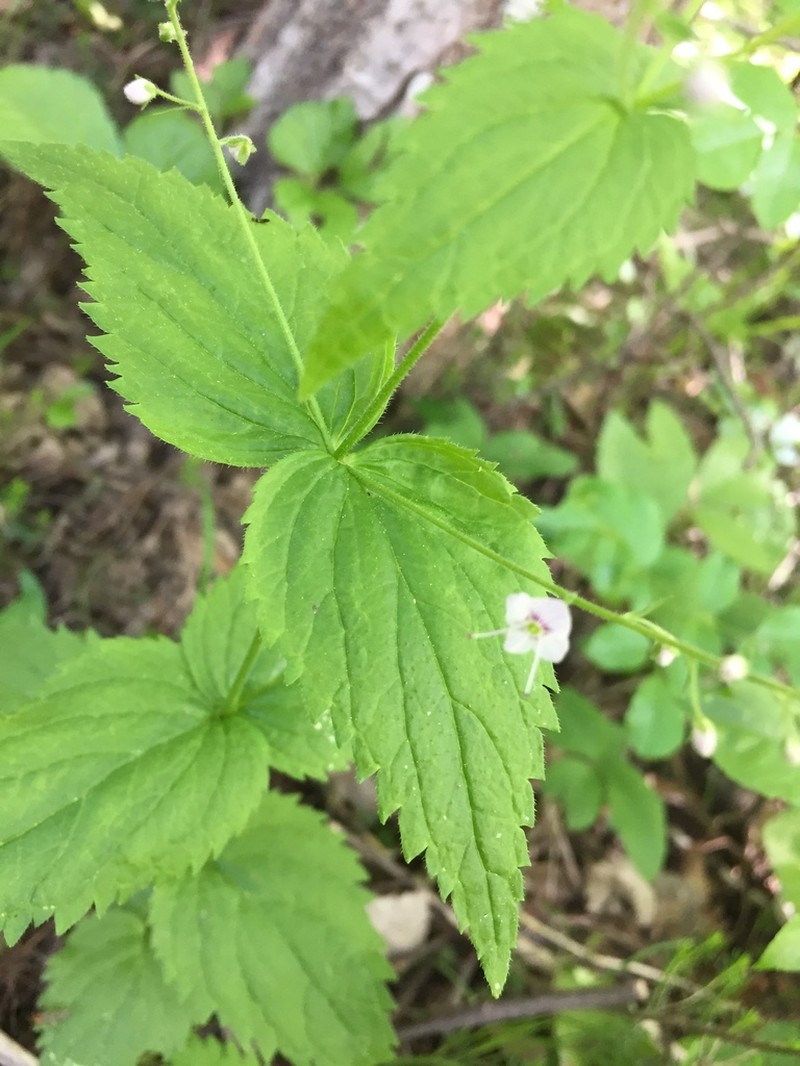 Veronica urticifolia photo 4