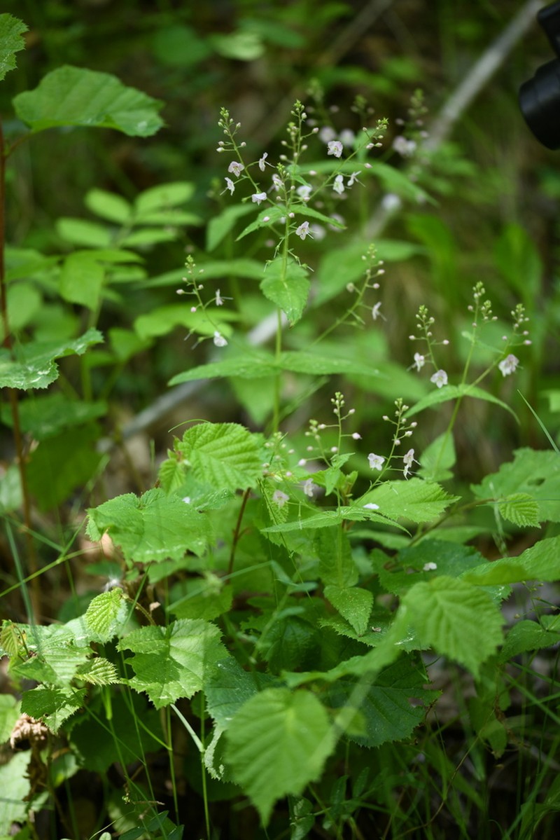 Veronica urticifolia photo 5