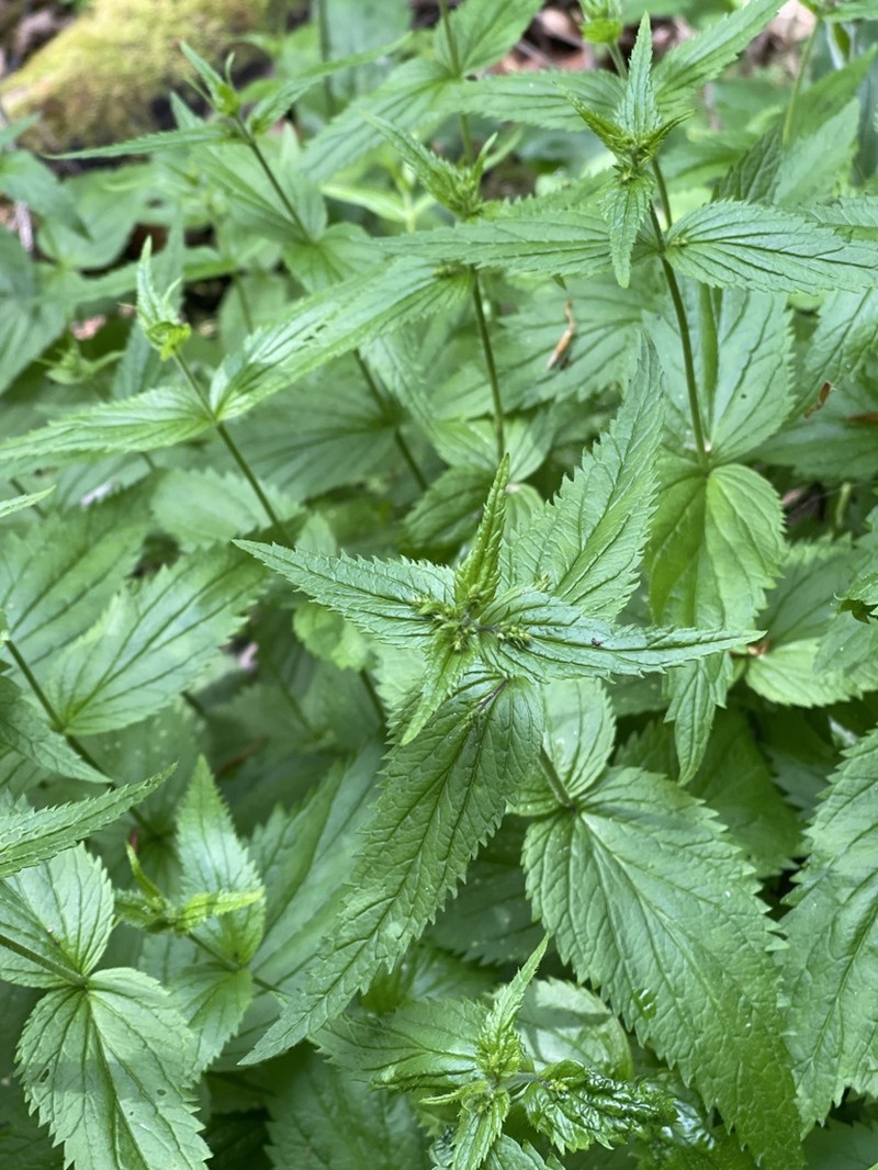 Veronica urticifolia photo 6
